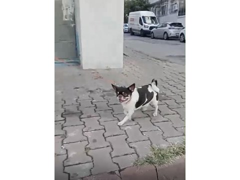 Acil uygun fiyatlı şivava
