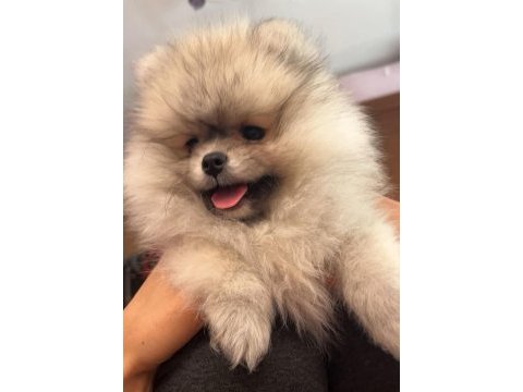 Pomeranian kucuk boy bebeklerım uygun