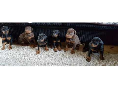 Üst seviye doberman yavruları