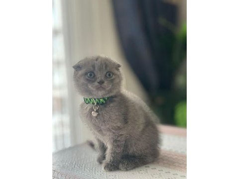 Kedilerim yeni sahiplerini bekliyorlar