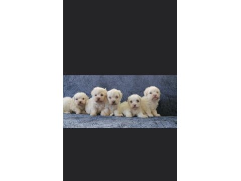 Üst kalite safkan maltese terrier yavrular