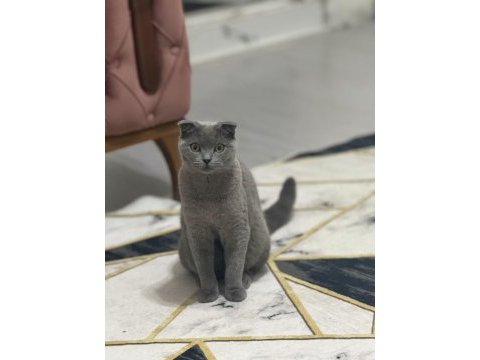 Bal gibi scottish fold kız