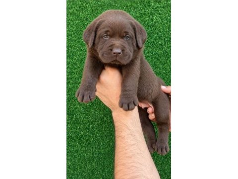 Çikolata labrador bebekler