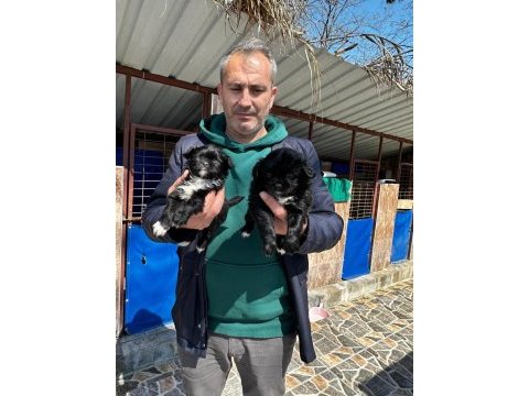 Morkie yavrularımız