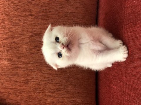 50 günlük scottish straight ve scottish fold yavrular