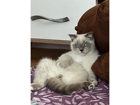 5 aylık erkek kedimiz