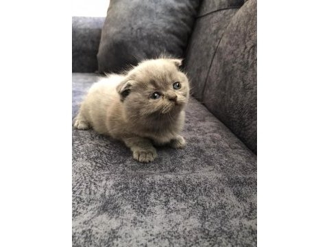 Scottish fold