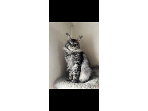 Xxl maine coon yavrular
