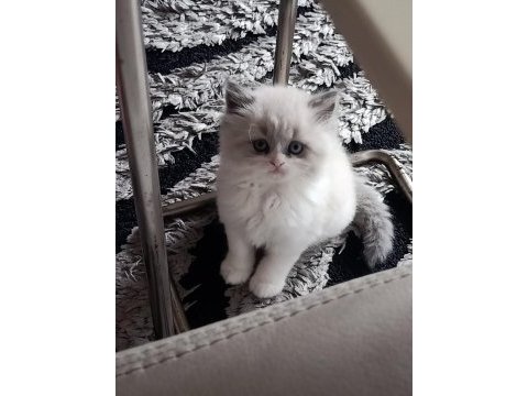 British longhair ve exotic shorthair