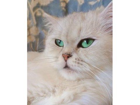 Kızımıza yuva arıyoruz british longhair