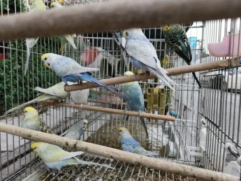 Her çeşit kuşlarımız mevcut muhabbet