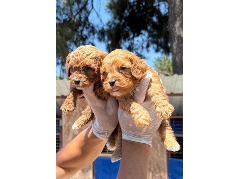 Maltipoo yavrularımız