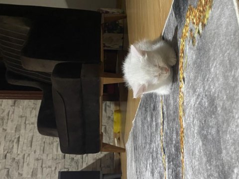 Kar beyazı 4 aylık british shorthair