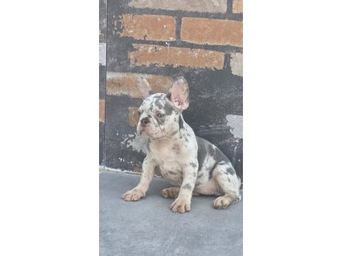 French bulldog 2 aylık köpeğimiz
