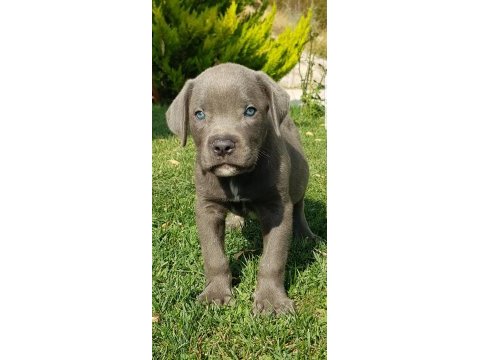 Safkan blue siyah erkek cane corso