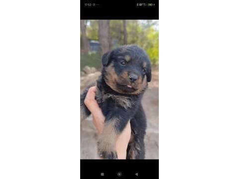 Dişi erkek rottweiler