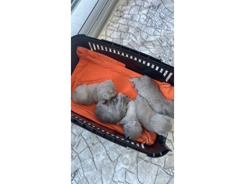 Scottish fold yavru
