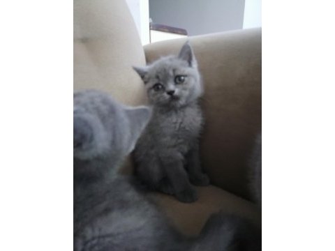 British shorthair bebekler