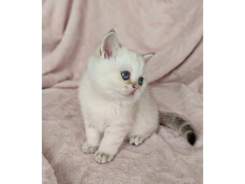 Safkan british shorthair