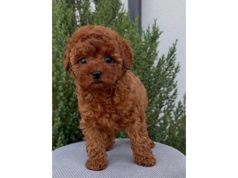 Kore kan red brown toy poodle
