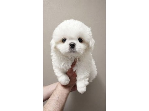 Pamuk gibi maltese terrier tuvalet eğitimli