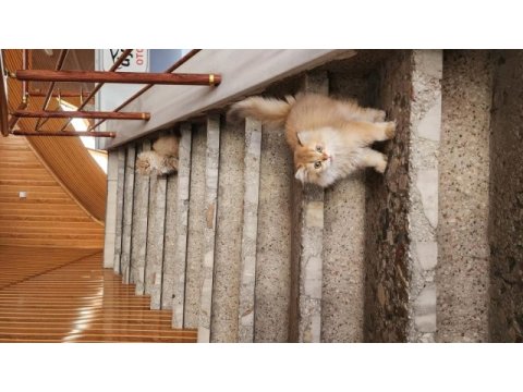 British longhair bebekler