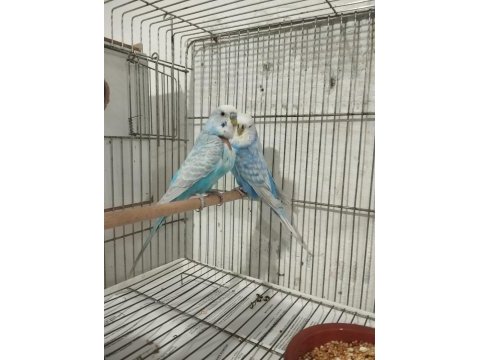 2 yaşında yavru alınmış muhabbet kuşu takımı
