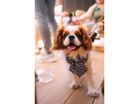 Muhteşem anatomiye sahip şecereli cavalier king charles