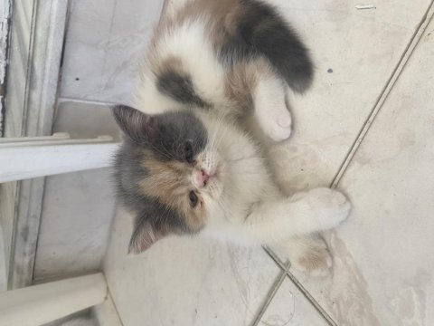 Exolar yeni evlerine gitmeye hazır
