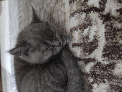 British shorthair oğlumuza yuva arıyoruz