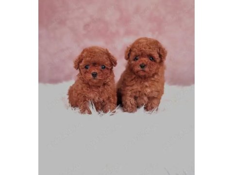 Kore toy poodle yavruları ankara