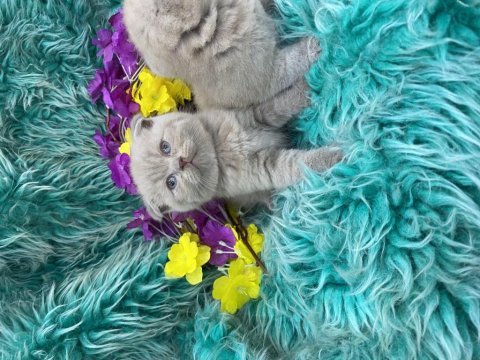 Show kalite scottish fold bebekler yeni yuvalarını arıyor