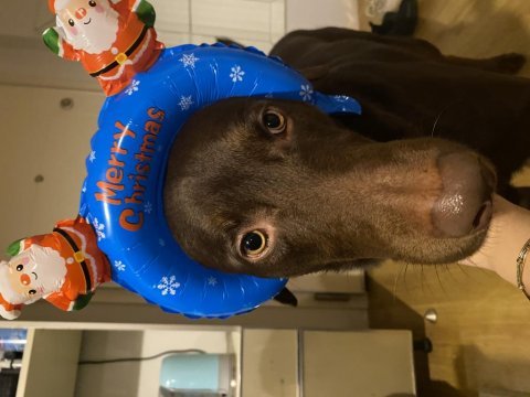 2,5 yaşında kısır erkek chocolate labrador
