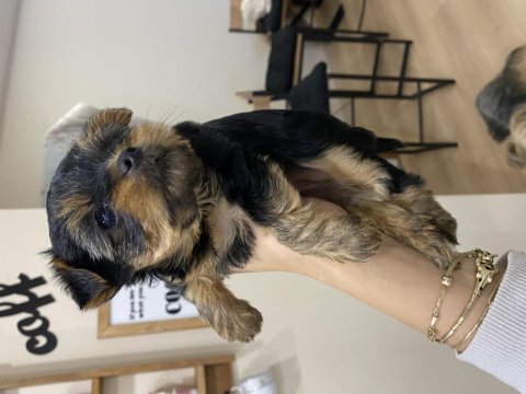 Teacup yorkshire terrier yavrular