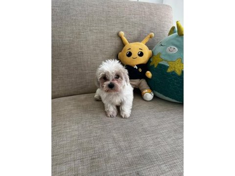 Kore maltese