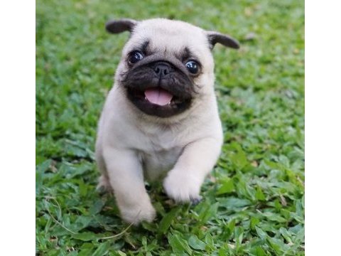 Ev ortamından show kalite pug mops yavrular