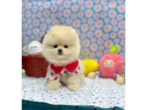 Safkan pomeranian boo yavrularımız