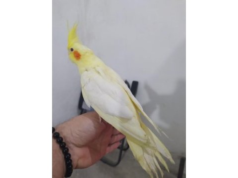 Satılık sultan papağanı erkek