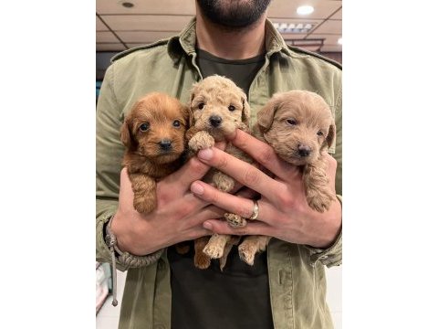 Irk ve sağlık garantili maltipoo yavrular