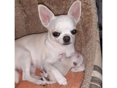 Chihuahua yavruları