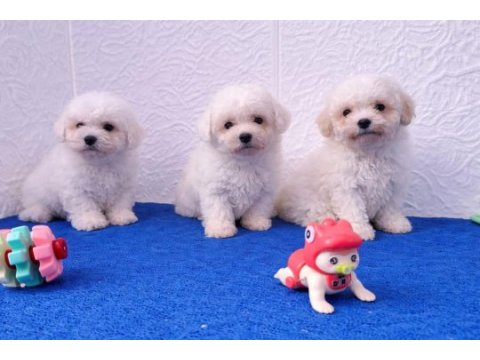 Gerçek a kalite orjinal bichon frise yavrular