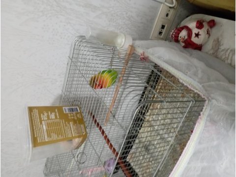 2 yaşında erkek cennet papağanı