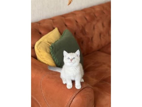 A kalite british shorthair yavrum