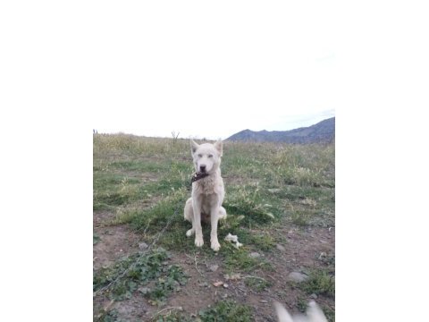 2 tane husky
