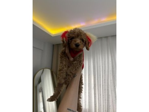 Erkek toy poodle yavrularım aşılı wc eğitimli yaz