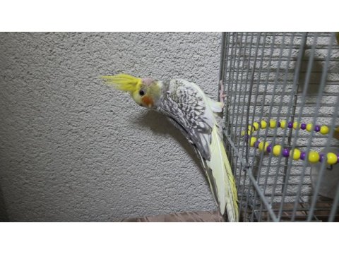 Uyguna sultan papağanı