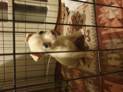 Chihuahua erkek yavru