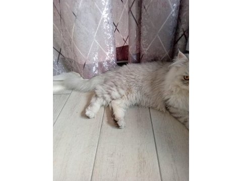 British longhair acil satılık kısırlaştırılmadı