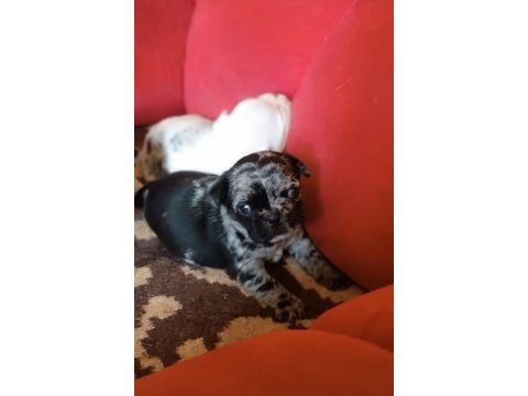Egzotik renk merle pug mops bebekler