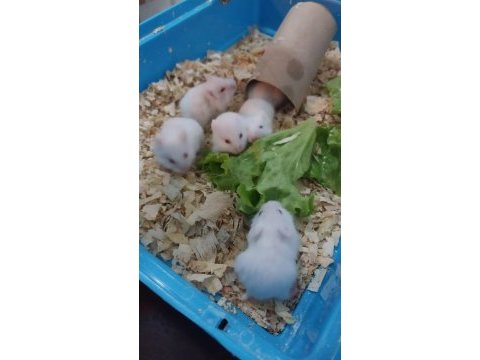 1 aylık yavru hamster 5 adet